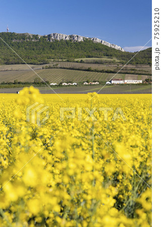 oilseed rape, Palava, Southern Moravia, Czech Republic 75925210