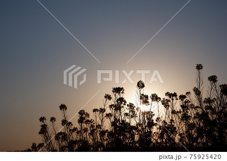 夕日に照らされる菜の花のシルエットの写真素材