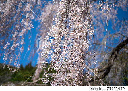 弾正糸桜 75925430