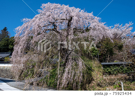 弾正糸桜 弾正糸桜 75925434