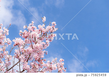 桜と青空 75925459
