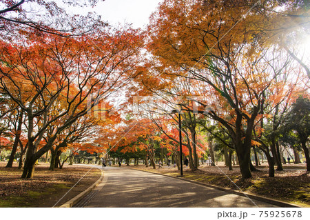 代々木公園の紅葉 代々木公園の紅葉 75925678