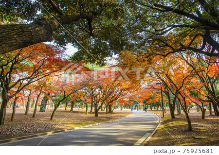 代々木公園の紅葉 代々木公園の紅葉 75925681