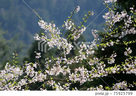 左近桜 75925799