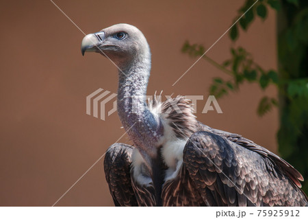 Portrait of a Ruppell's griffon vulture. 75925912