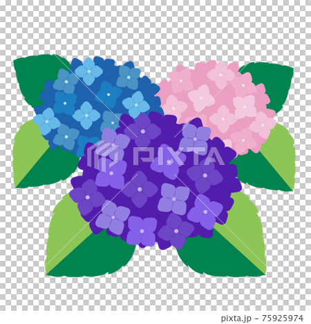 雨季的象徵！繡球花圖 75925974