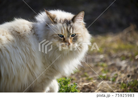 野原にいた 毛がふさふさしたカワイイ白猫の写真素材
