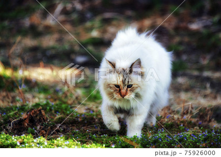 野原にいた 毛がふさふさしたカワイイ白猫の写真素材