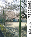 小学校のサクラ 75926069