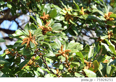 樹木：ヤマモモ　ヤマモモ科 75926251