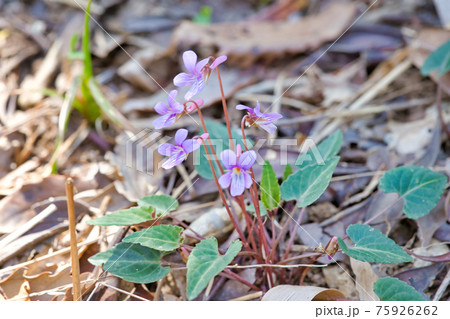 タチツボスミレの花びら 75926262