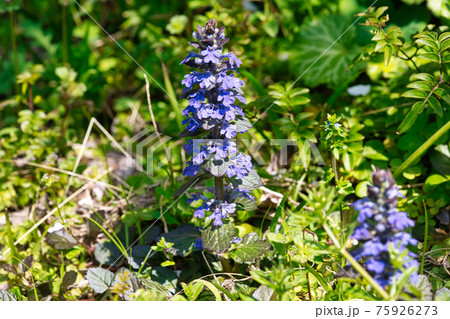 西洋十二単の花びら 75926273