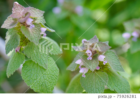 ヒメオドリコソウの花びら 75926281