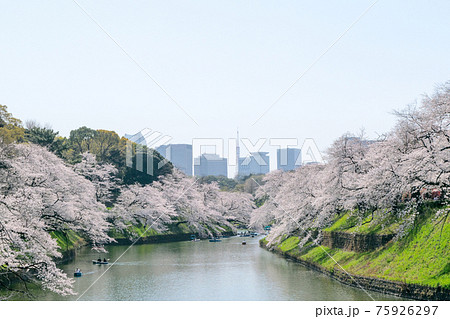 東京都 千鳥ヶ淵 満開の桜 東京都 千鳥ヶ淵 満開の桜 75926297
