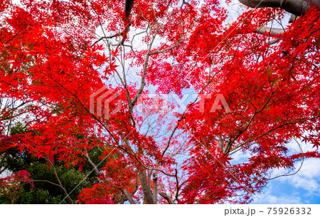 真っ赤なの紅葉、モミジ、秋の風景、紅葉、見上げたの紅葉、美しい紅葉、和を感じる紅葉 真っ赤なの紅葉、モミジ、秋の風景、紅葉、見上げたの紅葉、美しい紅葉、和を感じる紅葉 75926332