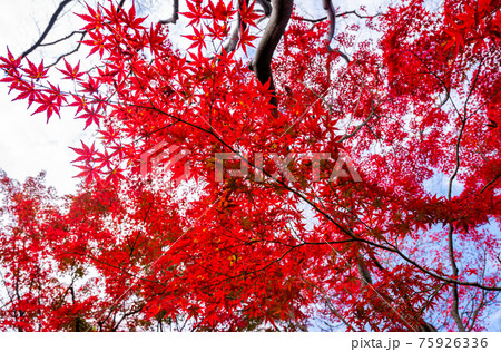 真っ赤なの紅葉、モミジ、秋の風景、紅葉、見上げたの紅葉、美しい紅葉、和を感じる紅葉 真っ赤なの紅葉、モミジ、秋の風景、紅葉、見上げたの紅葉、美しい紅葉、和を感じる紅葉 75926336