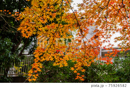 真っ赤なの紅葉、モミジ、秋の風景、紅葉、見上げたの紅葉、美しい紅葉、和を感じる紅葉 75926582