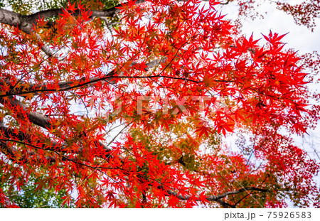 真っ赤なの紅葉、モミジ、秋の風景、紅葉、見上げたの紅葉、美しい紅葉、和を感じる紅葉 真っ赤なの紅葉、モミジ、秋の風景、紅葉、見上げたの紅葉、美しい紅葉、和を感じる紅葉 75926583