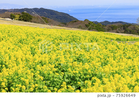 あわじ花さじき 満開の菜の花と春の花々の写真素材