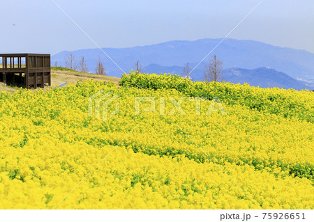 あわじ花さじき　満開の菜の花と春の花々 75926651