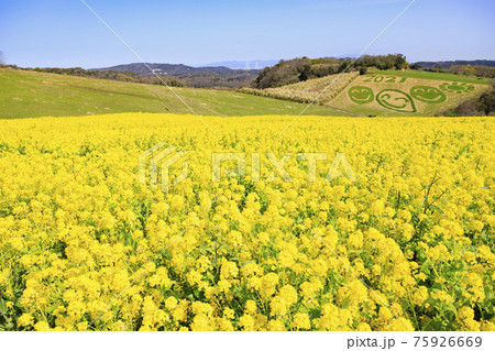 あわじ花さじき　満開の菜の花と春の花々 75926669