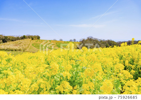 あわじ花さじき 満開の菜の花と春の花々の写真素材