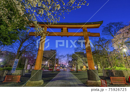 京都 春の平野神社 京都 春の平野神社 75926725