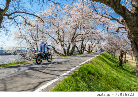 木曽川堤、満開の桜並木〈愛知県一宮市〉 木曽川堤、満開の桜並木〈愛知県一宮市〉 75926822