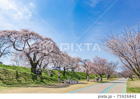 木曽川堤、満開の桜並木〈愛知県一宮市〉 75926842