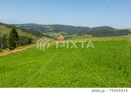 Green meadow and mown grass. Green meadow and mown grass. 75926914