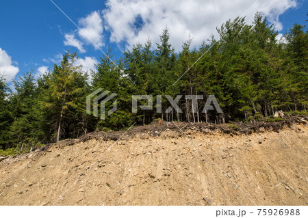 Forest on the edge of collapse 75926988