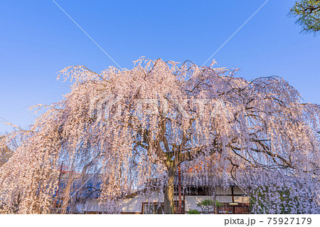 京都 本満寺の枝垂桜 京都 本満寺の枝垂桜 75927179