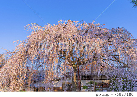 京都　本満寺の枝垂桜　 75927180