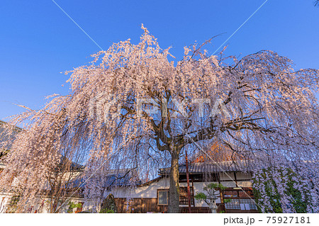 京都　本満寺の枝垂桜　 75927181