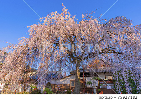 京都　本満寺の枝垂桜　 75927182