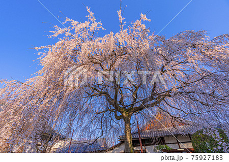 京都　本満寺の枝垂桜　 75927183