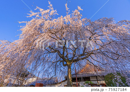 京都　本満寺の枝垂桜　 75927184