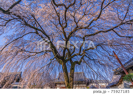 京都　本満寺の枝垂桜　 75927185