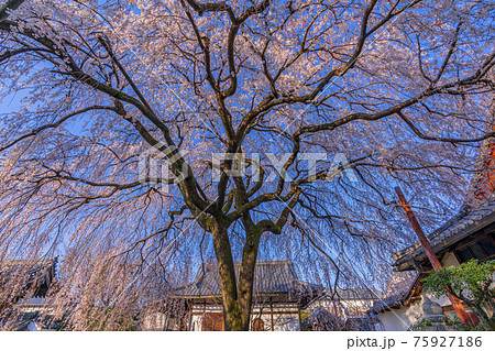 京都　本満寺の枝垂桜　 75927186