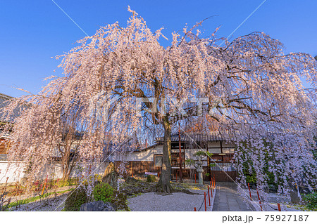 京都　本満寺の枝垂桜　 75927187