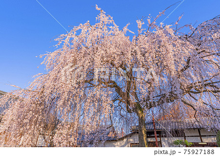 京都　本満寺の枝垂桜　 75927188