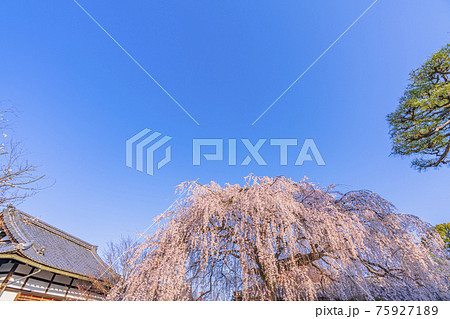 京都　本満寺の枝垂桜　 75927189
