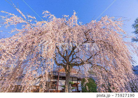 京都　本満寺の枝垂桜　 75927190