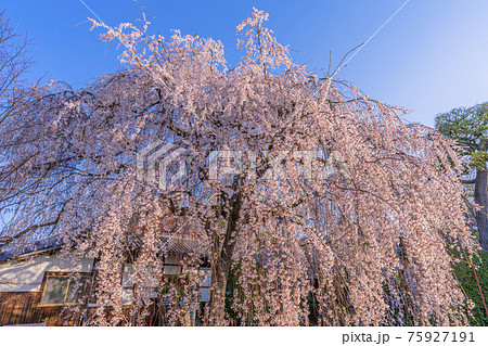 京都　本満寺の枝垂桜　 75927191
