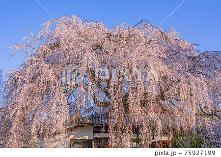 京都　本満寺の枝垂桜　 75927199