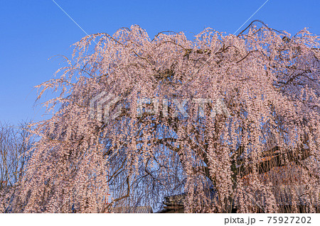 京都 本満寺の枝垂桜 京都 本満寺の枝垂桜 75927202