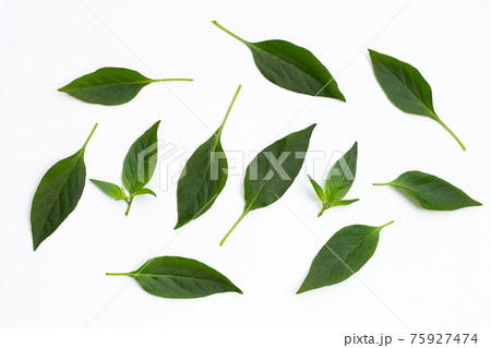 Green leaves of chili peppers on white. 75927474