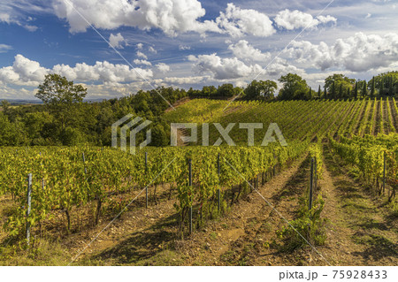 Tuscany's most famous vineyards near town Montalcino in Italy Tuscany's most famous vineyards near town Montalcino in Italy 75928433