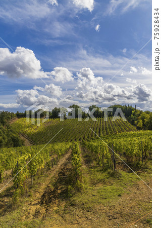 Tuscany's most famous vineyards near town Montalcino in Italy Tuscany's most famous vineyards near town Montalcino in Italy 75928434