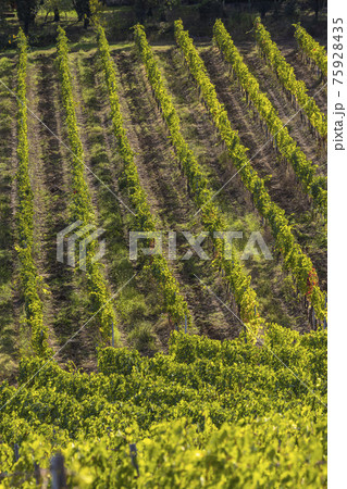 Tuscany's most famous vineyards near town Montalcino in Italy Tuscany's most famous vineyards near town Montalcino in Italy 75928435